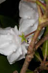 Mountain laurel